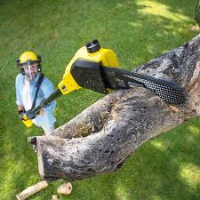 Best Tree Trimming and Pruning  in Forty Fort, PA